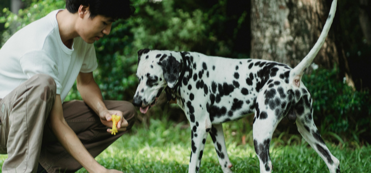 The Digging Dilemma: How to Save Your Yard Without Punishing Your Pup