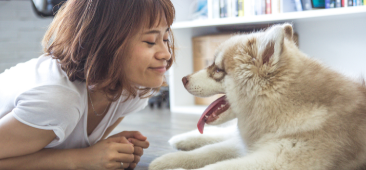 Summer Safety: How to Protect Your Pet’s Paws from Scorching Pavement | PetTrain360