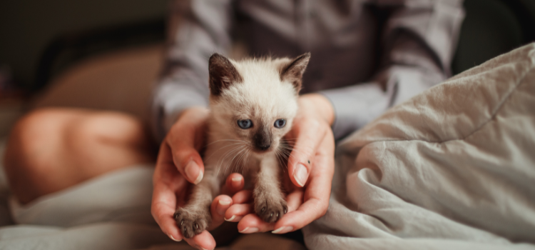 The 3-3-3 Rule: What to Expect When Adopting a Dog | PetTrain360