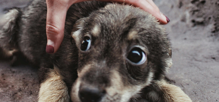 Ditch the Bowl: 5 Ways to Feed Your Pet Using Canine Enrichment