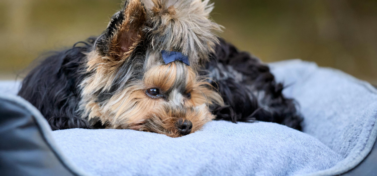 The Foster-to-Adopt Transition: How to Help a Shelter Dog Settle Into a Forever Home