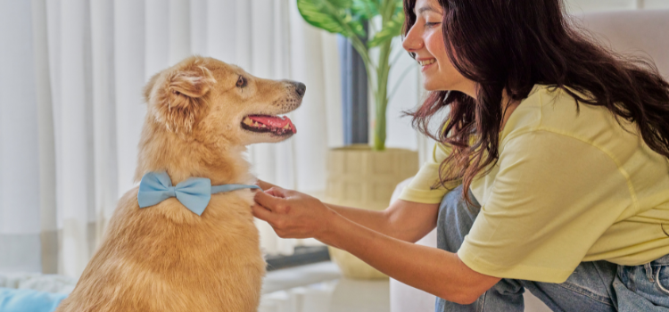 Big Dog vs. Small Dog Dynamics: How to Manage a Multi-Size Pet Household Safely