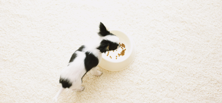 The Power of Sniffing: Why a 15-Minute "Sniffari" Tires a Dog Out More Than a 1-Hour Run